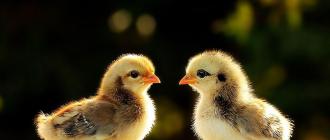Понос у цыплят бройлеров: лечение и профилактика Понос у цыплят лечение в домашних