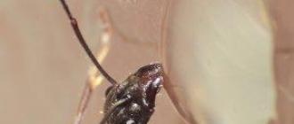 Как размножаются фараоновы муравьи, матка Муравьиные королевы
