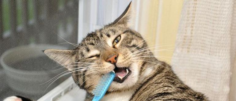 У кота воняет изо рта: что делать и как лечить