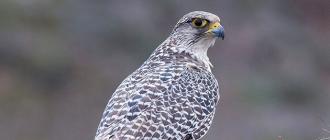 Кречет (Falco rusticolus)Eng