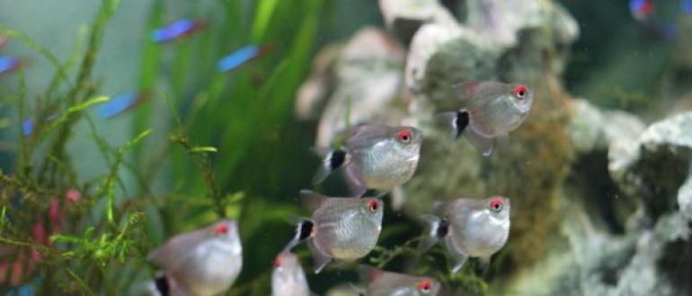Описание аквариумной рыбки филомена красноглазая