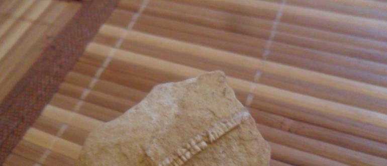 Древние окаменелости: мшанки, криноидеи и другие Какое украшение было живым но окаменело