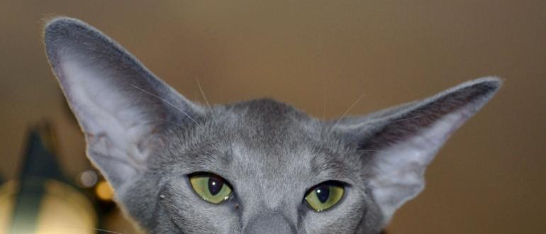 Описание ориентальной породы кошек похожих на грузин Коты с грузинским носом