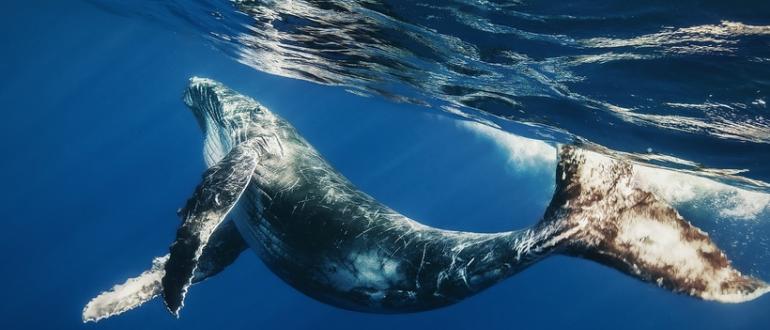 Властелины моря: о том, где живет кит, и зачем он выбрасывается на сушу