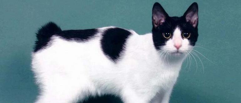 Японский бобтейл — характер и описание породы кошки Сколько стоит японский бобтейл
