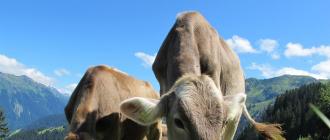 Корова — характеристика крупного домашнего скота и самые интересные факты о коровах (125 фото)