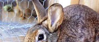 Основные причины и лечение поноса у кроликов Почему у кроликов мягкий кал