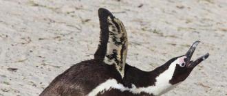 Ослиный пингвин Описание очковый пингвин