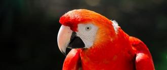 Вид: Ara macao = Ара красный Распространение попугая Ара