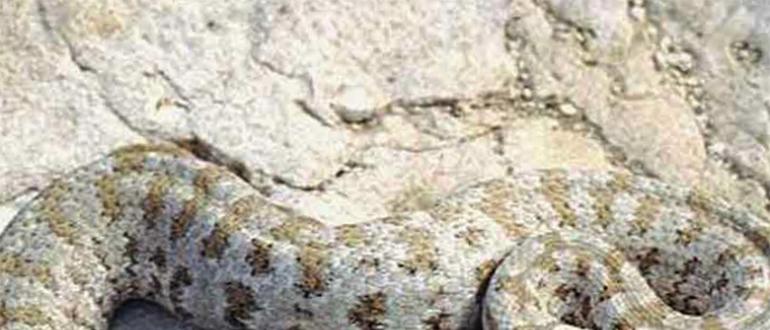 Где и как живут змеи в природных условиях и неволе Места где водятся змеи