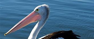 Где живут пеликаны? В какой стране? Пеликан — символ родительской любви Пеликаны летают или нет