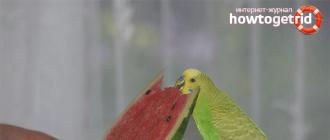 Чем питается попугай в естественной среде
