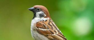 Какие бывают виды птицы: их названия и описание Алфавитный список птиц