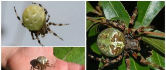 Образ жизни и среда обитания паука крестовика